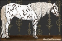 Horse Color:Liver Chestnut Appaloosa 