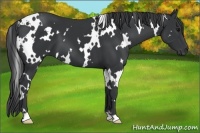 Horse Color:White Spotted Black