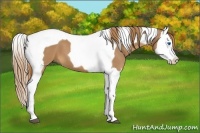 Horse Color:Chestnut Splash Tobiano 