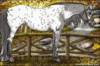 Horse Color:White Spotted Grullo Near Leopard Rabicano 