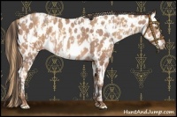 Horse Color:Gold Champagne Near Leopard  and Amber Champagne Near Leopard 