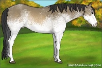 Horse Color:White Spotted Buckskin Dun 