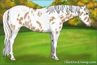 Horse Color:Silver Brown Dun Tobiano Appaloosa Rabicano