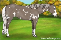 Horse Color:White Spotted Silver Grullo Splash 