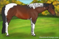 Horse Color:Bay Tobiano