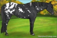 Horse Color:White Spotted Black Appaloosa