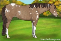 Horse Color:White Spotted Classic Champagne Tobiano 
