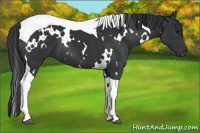 Horse Color:White Spotted Black Tobiano 
