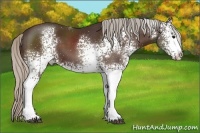 Horse Color:White Spotted Silver Bay 