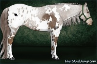 Horse Color:White Spotted Liver Chestnut Blanket