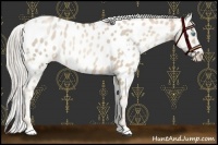 Horse Color:White Spotted Chocolate Palomino Pearl Appaloosa 
