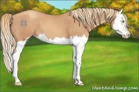 Horse Color:Gold Champagne Splash 