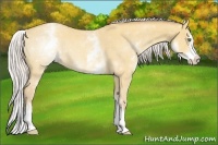 Horse Color:White Spotted Silver Amber Champagne Dun Splash 
