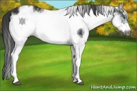 Horse Color:White Spotted Black Frame 