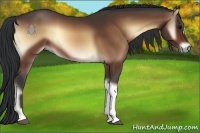 Horse Color:Bay Onyx 