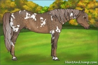 Horse Color:White Spotted Chocolate Palomino 