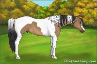 Horse Color:Bay Dun Tobiano 