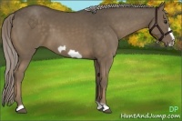 Horse Color:Chocolate Palomino Frame 
