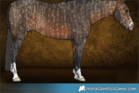 Horse Color:Buckskin Ice  and Brown 