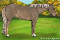 Horse Color:Chocolate Palomino