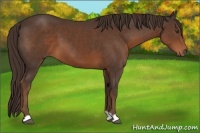 Horse Color:Liver Chestnut 