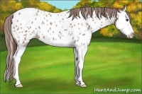 Horse Color:Red Roan Splash Near Leopard 