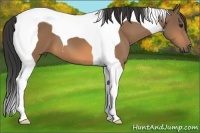 Horse Color:Buckskin Tobiano