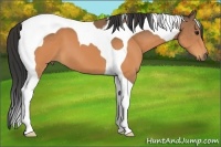 Horse Color:Buckskin Tobiano