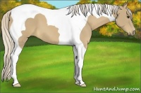 Horse Color:Palomino Tobiano 