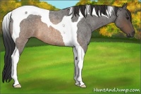 Horse Color:Buckskin Roan Tobiano 