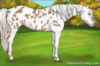 Horse Color:Palomino Appaloosa 