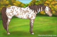 Horse Color:Amber Champagne Appaloosa 