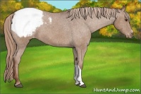 Horse Color:Chestnut Appaloosa 