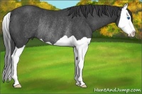 Horse Color:Smoky Black Splash Rabicano 