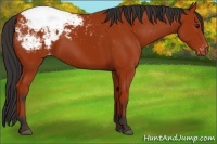 Horse Color:Bay Appaloosa 