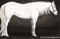 Horse Color:Perlino Appaloosa