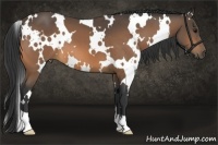 Horse Color:White Spotted Buckskin 