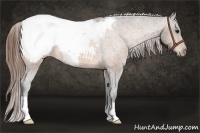 Horse Color:Buckskin Appaloosa 