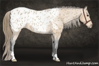 Horse Color:Buckskin Appaloosa 