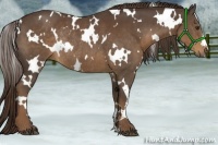 Horse Color:White Spotted Liver Chestnut Rabicano 