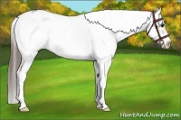 Horse Color:White Spotted Buckskin Splash Frame Appaloosa 
