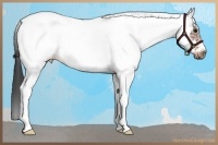 Horse Color:White Spotted Bay Tobiano Frame