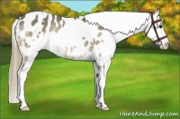 Horse Color:White Spotted Buckskin Splash Appaloosa Rabicano