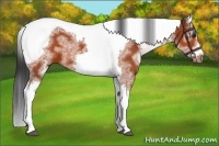 Horse Color:White Spotted Bay Tobiano Frame 