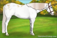 Horse Color:Palomino Dun Sabino Splash Rabicano