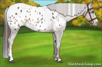 Horse Color:White Spotted Liver Chestnut Sabino Appaloosa 