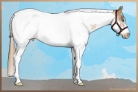 Horse Color:Chestnut Sabino Splash Tobiano Frame Appaloosa 