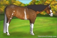 Horse Color:White Spotted Buckskin Splash Rabicano 