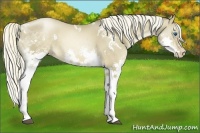 Horse Color:White Spotted Liver Red Dun Pearl Sabino Splash 