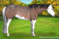 Horse Color:Bay Roan Splash Rabicano 